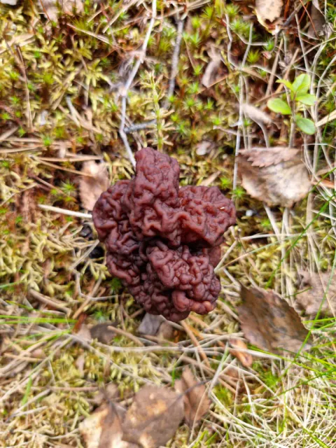 Sandmorkel sett ovenfra, med tett foldet, mørkt rødbrun hatt mellom mose, tørre strå og brune blader.