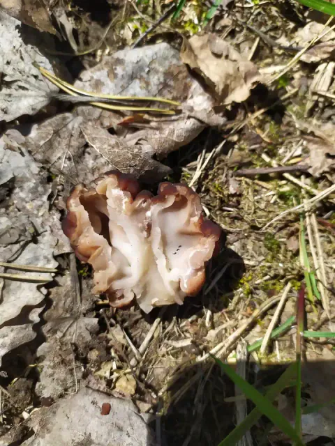 En gjennomskåret sandmorkel ligger på tørre blader og barnåler, og viser lys, foldet innside med hulrom innenfor en brun ytterkant.