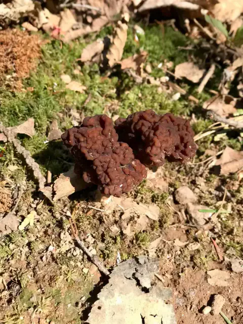 Sandmorkler står tett i sollys på mose og tørr skogbunn, med rødbrune, knudrete hatter og dype, uregelmessige folder.