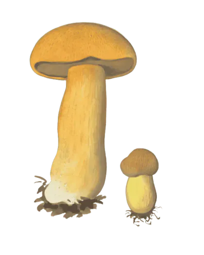 Illustrasjon av sandsopp med matt gulbrun hatt, brunlig porelag og ringløs stilk.