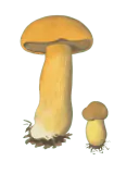 Illustrasjon av sandsopp med matt gulbrun hatt, brunlig porelag og ringløs stilk.