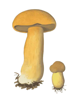 Illustrasjon av en stor og en liten sandsopp med okergule hatter og stilker, og grålig poreflate under den store hatten.