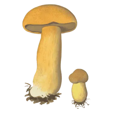 Illustrasjon av sandsopp med matt gulbrun hatt, brunlig porelag og ringløs stilk.