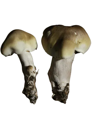 To såpemusseronger med ujevne grågrønne hatter, lyse hattkanter og kraftige hvite stilker med jord ved basis.