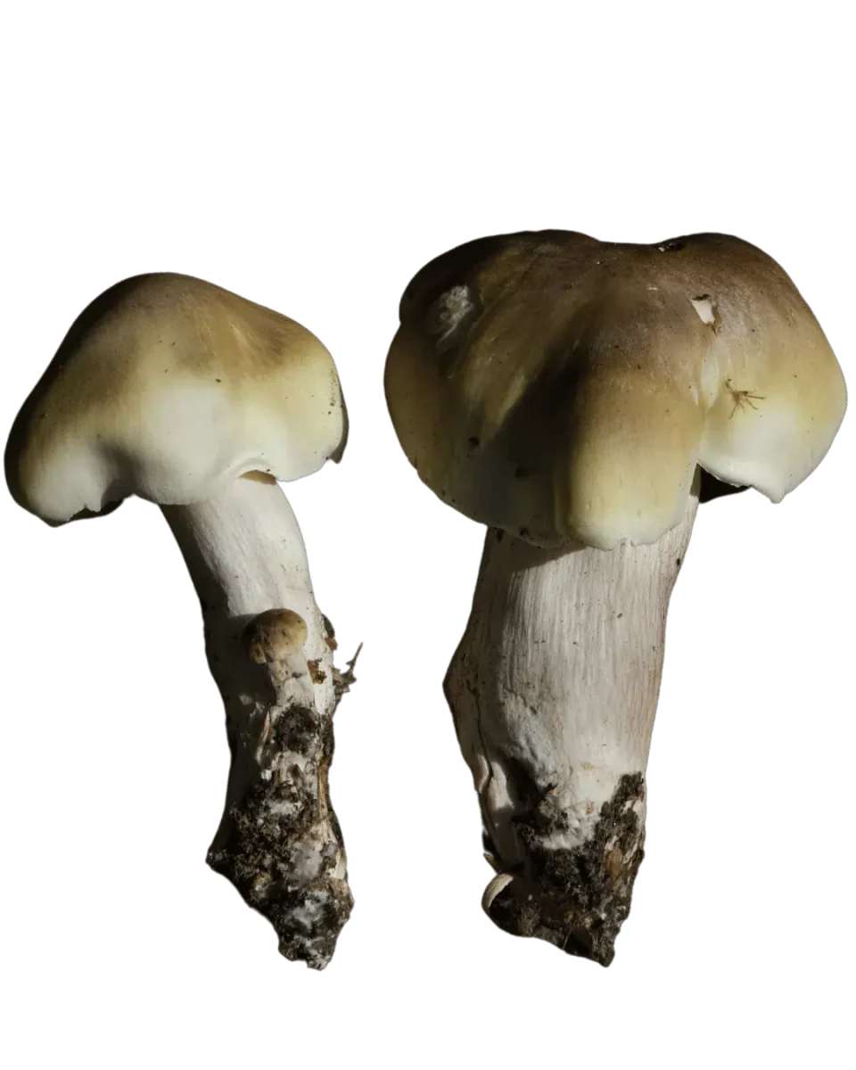 To såpemusseronger med ujevne grågrønne hatter, lyse hattkanter og kraftige hvite stilker med jord ved basis.