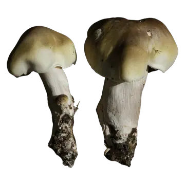 To såpemusseronger med ujevne grågrønne hatter, lyse hattkanter og kraftige hvite stilker med jord ved basis.