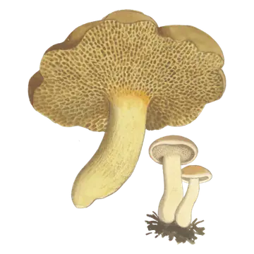 Illustrasjon av seig kusopp med brun hatt, store gule røråpninger og slank stilk.
