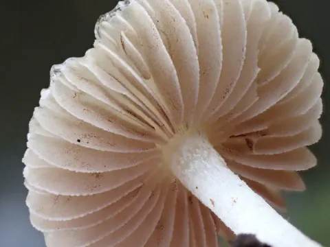 Nærbilde av silketrevlesoppens underside, med beige skiver i ulike lengder som stråler ut rundt en hvit stilk.