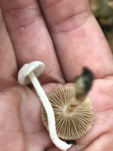 To små silketrevlesopper i en håndflate, med en lys hatt på en bøyd, hvit stilk og en større hatt med beige skiver vendt opp.