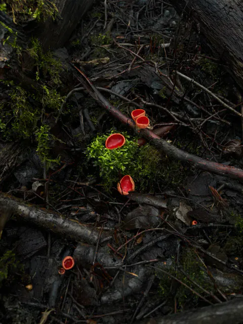Flere små skarlagen vårbeger lyser rødt mellom mørke kvister, vått løv og flekker av mose på skogbunnen.