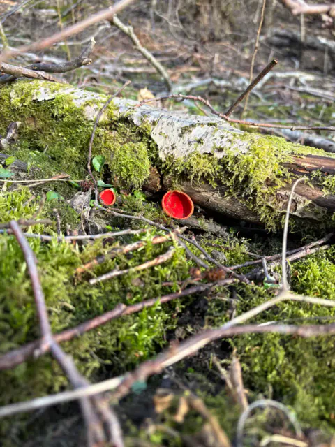 To skarlagen vårbeger med røde, skålformede fruktlegemer i grønn mose foran en liggende stokk dekket av mose og lav.