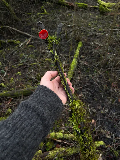En hånd holder opp en mosekledd kvist med et lite, rødt skarlagen vårbeger ytterst, med skogbunnen i bakgrunnen.
