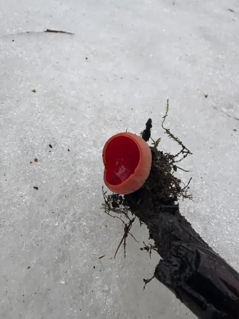 Skarlagen vårbeger på en mørk kvist mot hvit snø, med dyp rød innside, avrundet kant og blek ytterside.