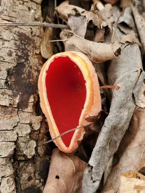 Skarlagen vårbeger sett ovenfra mellom bark og tørre blader, med avlang, åpen begerform, rød innside og lys rosa kant.