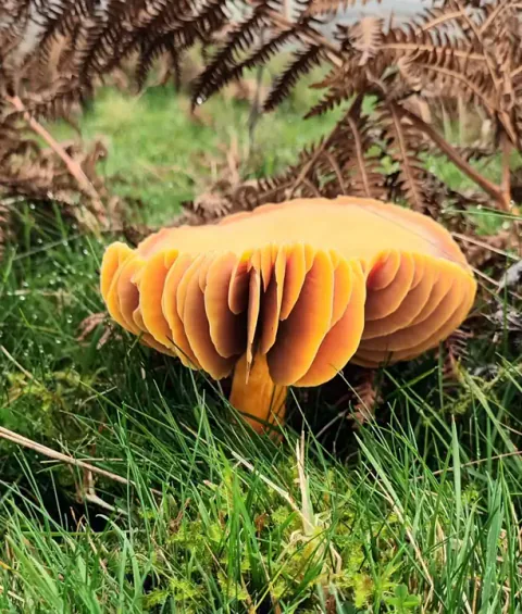 Skarlagenvokssopp sett fra siden i gress ved brune bregner, med tykke, oransje skiver under en kraftig bølgete hatt.