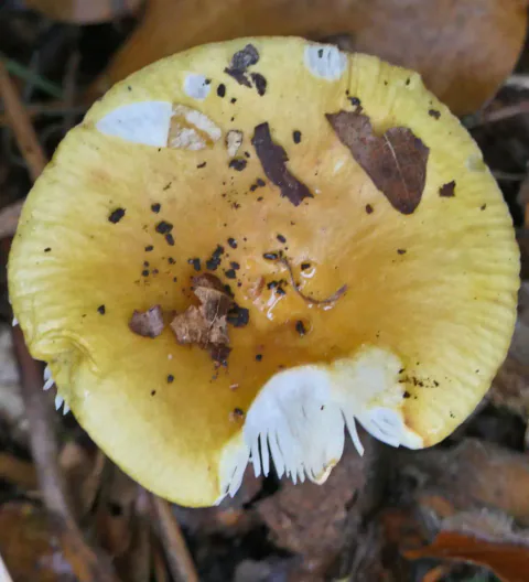 Skarp gulkremle sett ovenfra, med gul, fordypet hatt, jord og løvrester samt et stort hakk som blottlegger hvite skiver.