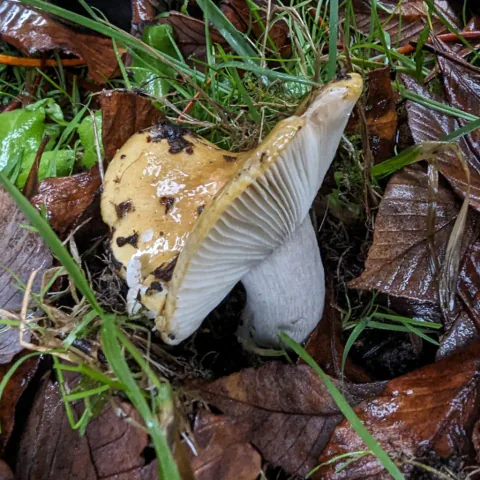 Skarp gulkremle står på skrå mellom gress og vått løv, med skadet okergul hatt, synlige hvite skiver og kort, gråhvit stilk.