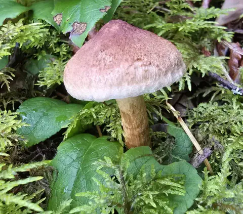 Skjeggmusserong vokser blant mose og blanke grønne blader, med rødbrun, spiss hatt, lys hårete kant og brunlig stilk.