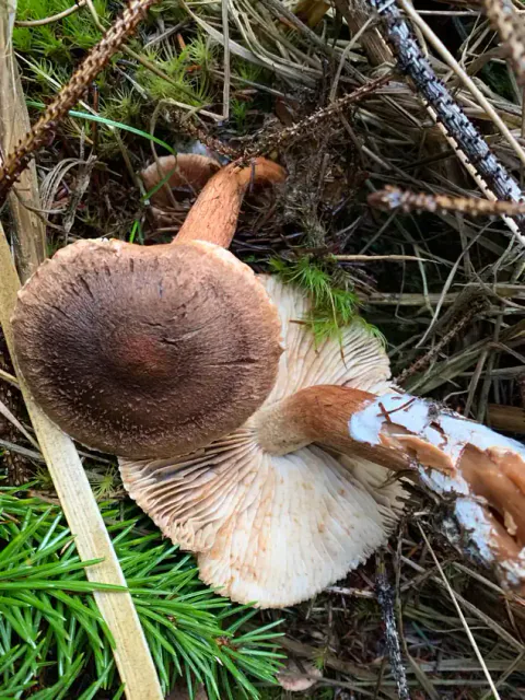 To skjeggmusseronger ligger blant mose og kvister; den ene viser mørkebrun hatt, den andre flekkete lyse skiver og en oppsplittet stilk.