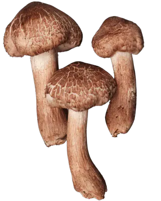 Tre frilagte skjeggmusseronger med brune, skjellete hatter og lange, brunlige stilker, vist i ulike størrelser.