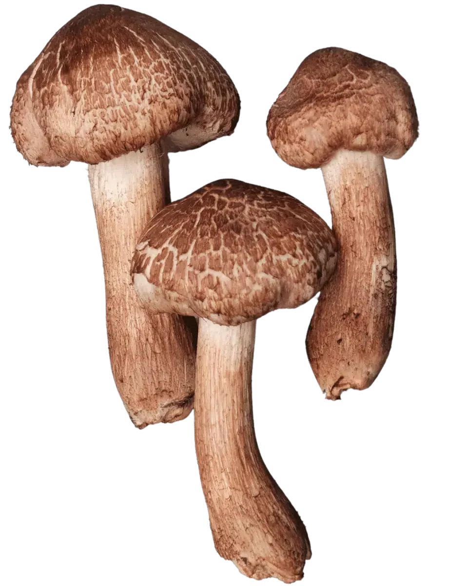 Tre frilagte skjeggmusseronger med brune, skjellete hatter og lange, brunlige stilker, vist i ulike størrelser.