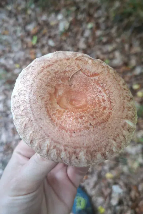 Skjeggriske holdt i en hånd med hatten mot kameraet, med rosa ringer rundt den nedsenkede midten og tett, hårete kant.