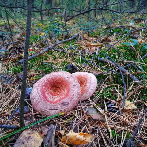To skjeggrisker med rosa hatter og mørkere, nedsenkede midtpartier står tett blant mose, barnåler og kvister.