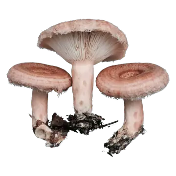 Skjeggrisker med rosa hatter med ringmønster og hårete kanter, samt ett eksemplar som viser lyse, rosa skiver.