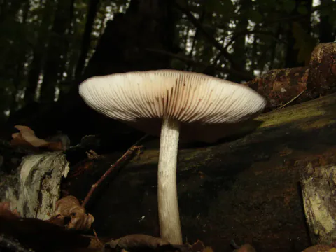 Skjermsopp sett fra bakken ved råtnende ved, med tettstilte, lyse skiver under en bred hatt og lang, lys, stripet stilk.