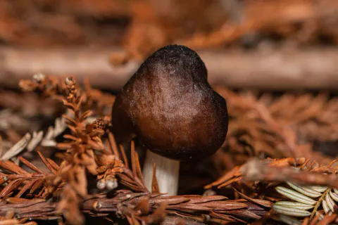 En ung skjermsopp står blant brune barnåler, med mørkebrun, hvelvet hatt med høy midte og en kort, synlig del av den lyse stilken.