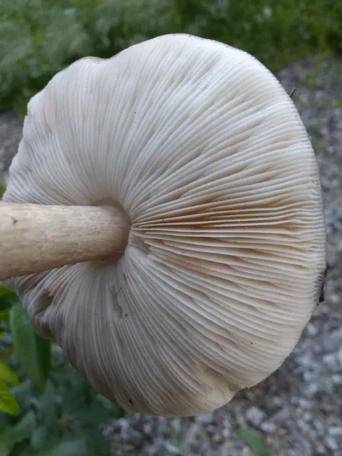 Skjermsopp i nærbilde nedenfra mot grønn skogbunn, med tette, hvitrosa skiver rundt en lys stilk som stikker inn fra siden.