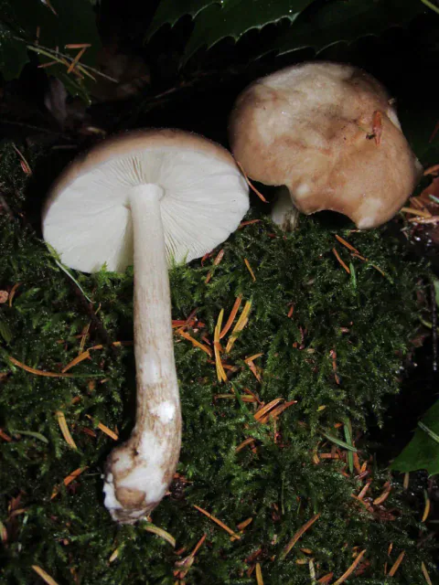 To skjermsopper på mose, én med hvite skiver og lang, lys stilk vendt frem og én med en avrundet, brun hatt i bakgrunnen.