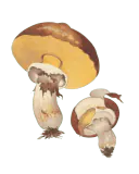 Illustrasjon av smørsopp med brun hatt, gult porelag og en tydelig ring på stilken.
