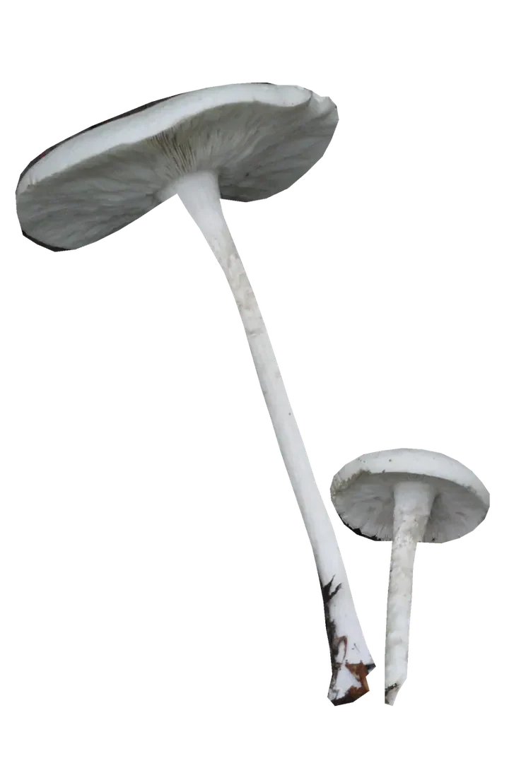 To frilagte sommermunkehatter sett skrått nedenfra, med lyse hatter, gråhvite skiver og lange, slanke hvite stilker.