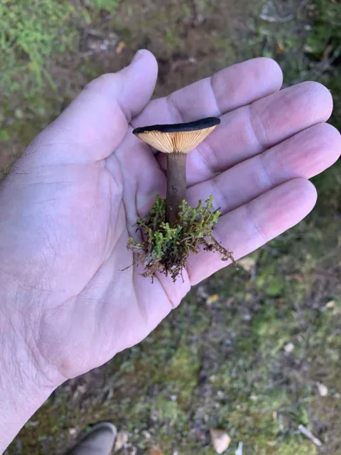 En liten sotriske ligger i en åpen hånd, med mørk hatt, lys skivekant og slank, brun stilk med mose ved basis.