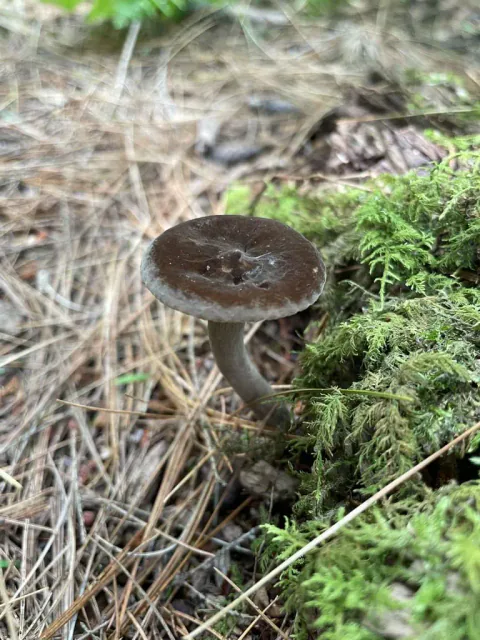 En enkelt sotriske med mørkebrun, nedsenket hatt og buet stilk står ved grønn mose blant tørre barnåler.