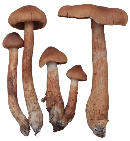 Spiss giftslørsopp med rødbrune hatter, rustbrune skiver og brunlige stilker.