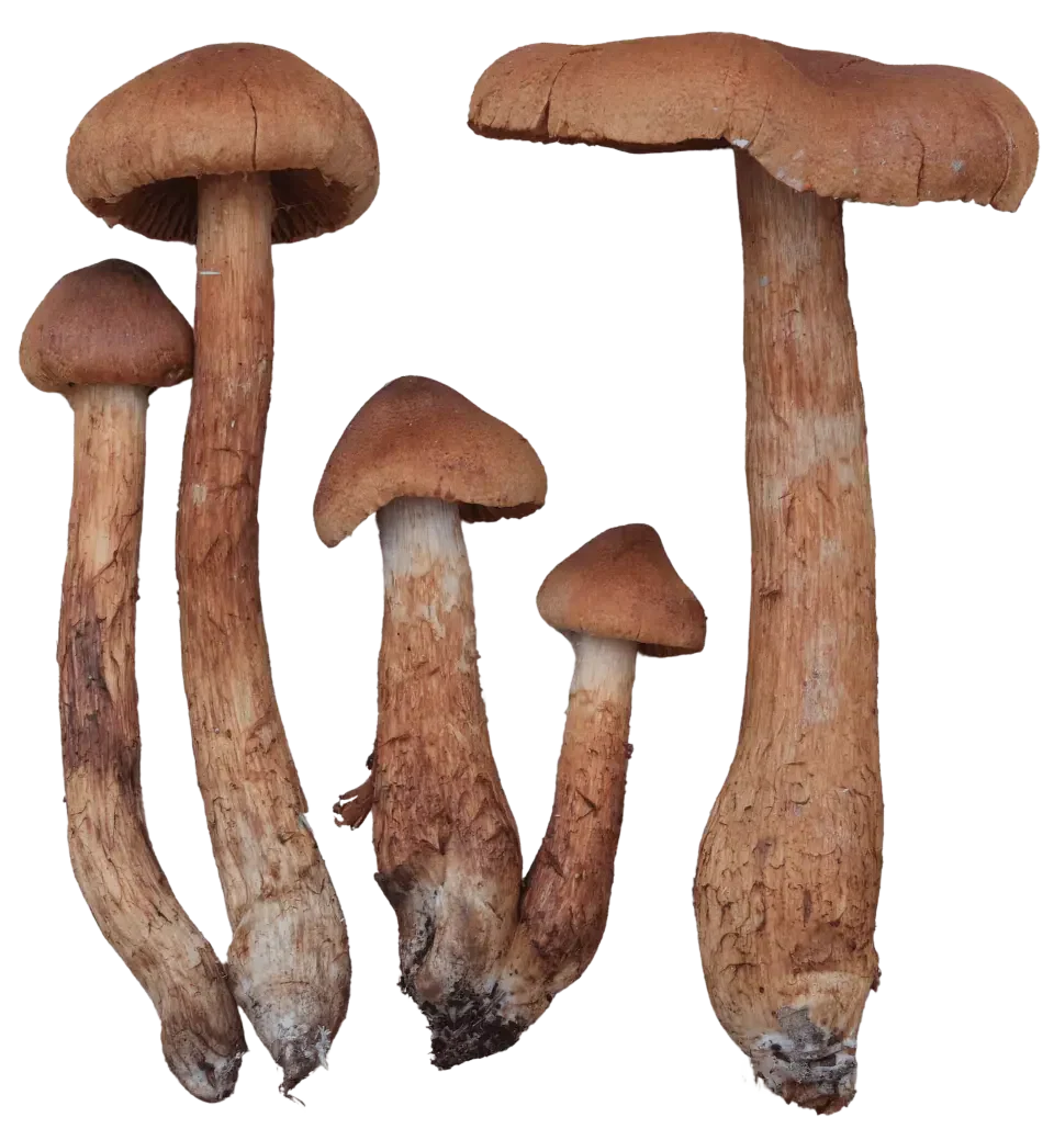 Spiss giftslørsopp i flere vekststadier med spiss rustbrun hatt, kanelbrune skiver og gulbrun stilk.