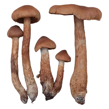 Spiss giftslørsopp i flere vekststadier med spiss rustbrun hatt, kanelbrune skiver og gulbrun stilk.