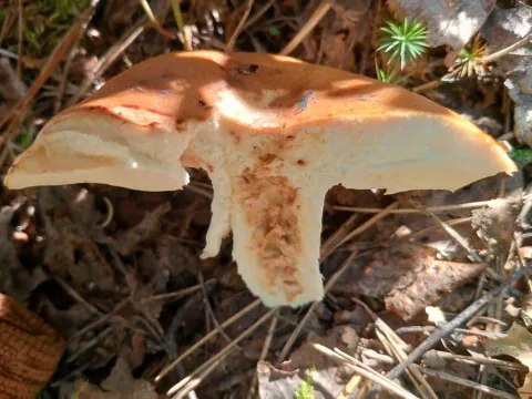 Gjennomskåret stankkremle på skogbunnen, med brun hatt, tykt hvitt kjøtt og et uregelmessig brunlig hulrom i stilken.