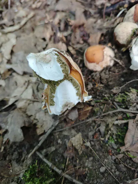 Gjennomskåret soppegg av stanksopp viser en hvit kjerne omgitt av olivengrønne og brunoransje lag på løvdekt mark.
