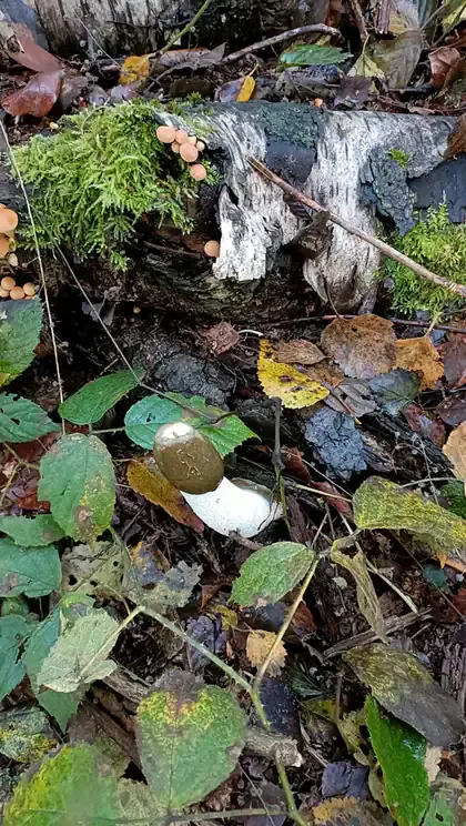 Stanksopp med olivenbrunt hode og hvit stilk blant løv og grønne blader, nedenfor en mosekledd stokk med avskallende bark.