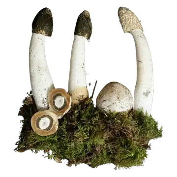 Stanksopp med høye, hvite stilker og mørke eller lyse, gropete topper, sammen med hele og gjennomskårne soppegg på mose.