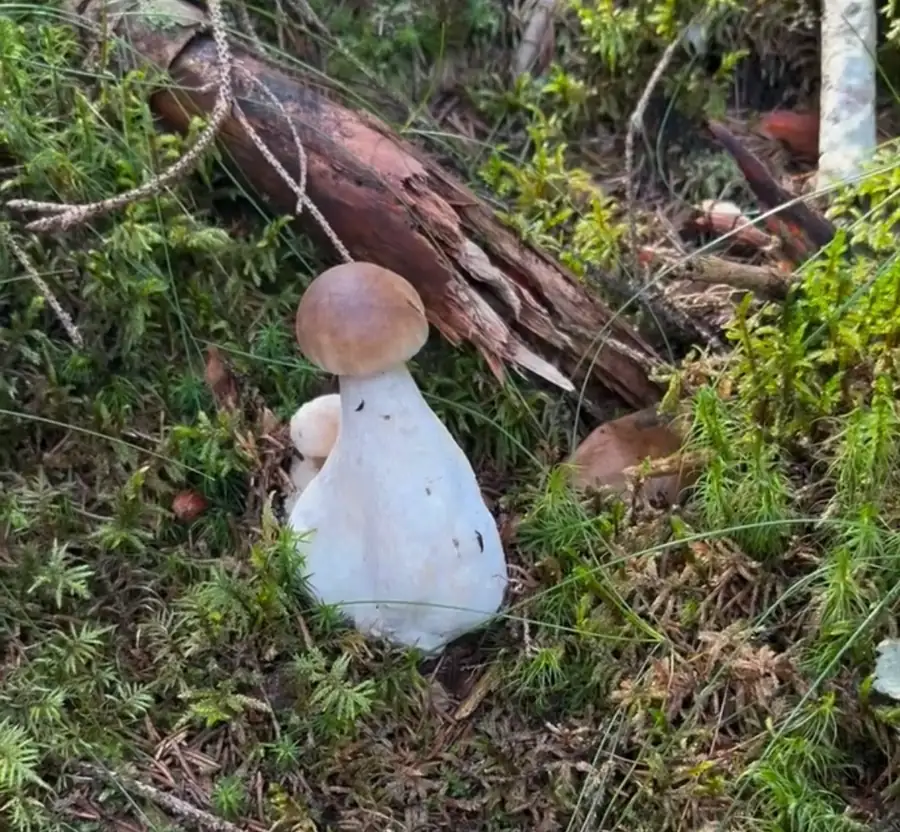 Steinsopp i mose med unormalt tykk, blek stilk og liten brun hatt etter angrep av rørsoppsnylter.