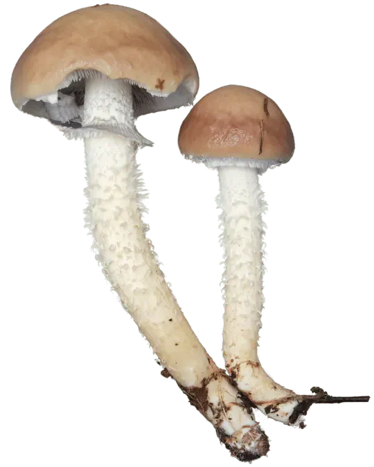 Illustrasjon av stor kragesopp med brun hatt, gråfiolette skiver, ring og flosset stilk.