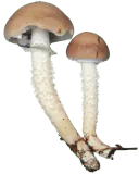 Illustrasjon av stor kragesopp med brun hatt, gråfiolette skiver, ring og flosset stilk.