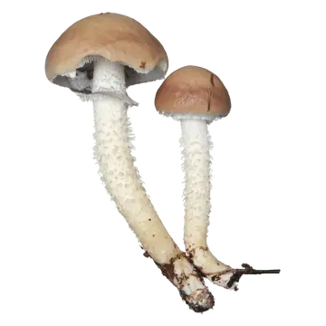 Illustrasjon av stor kragesopp med brun hatt, gråfiolette skiver, ring og flosset stilk.