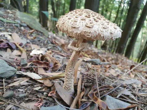 Stor parasollsopp står i løv og kvister i skogen, med brunskjellet hatt, tydelig ring og lang, mønstret stilk.