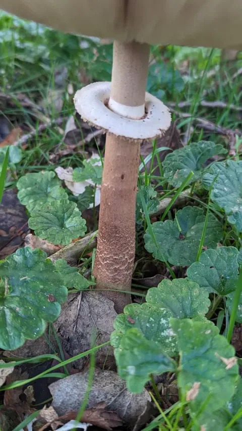 Nærbilde av stilken på stor parasollsopp, med bred, hvit ring og tett brunt sikksakkmønster mot grønne blader.
