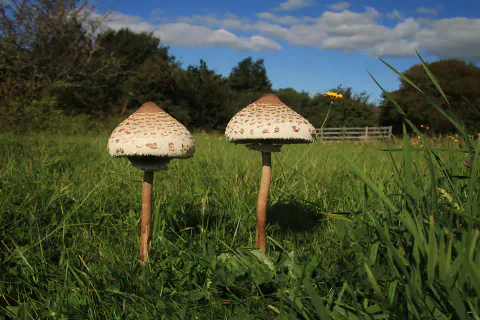 To store parasollsopper står i en grønn eng under blå himmel, med kjegleformede, brunskjellete hatter og lange stilker.